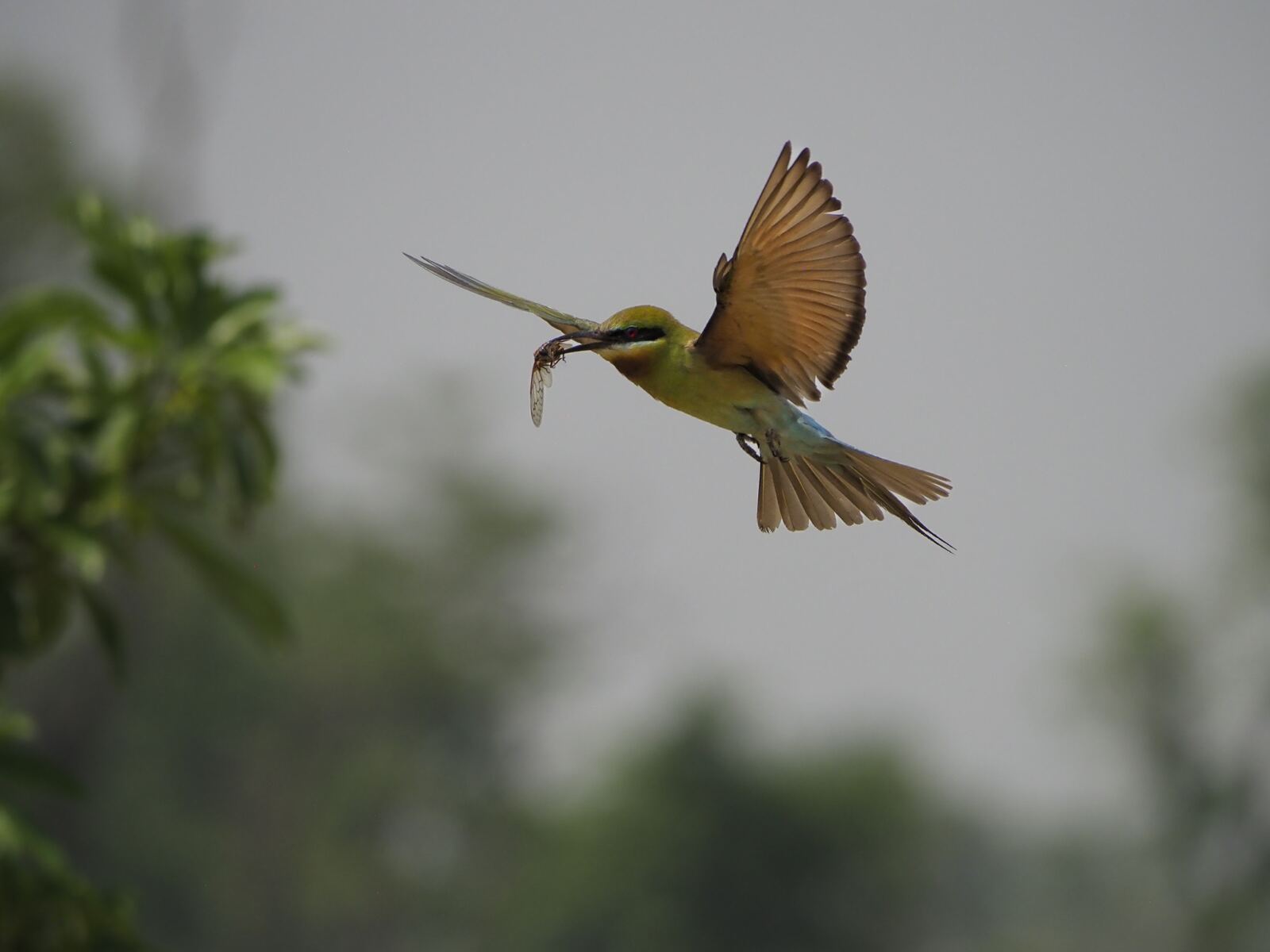 A bee-eater mid-flight with prey, grey misty background