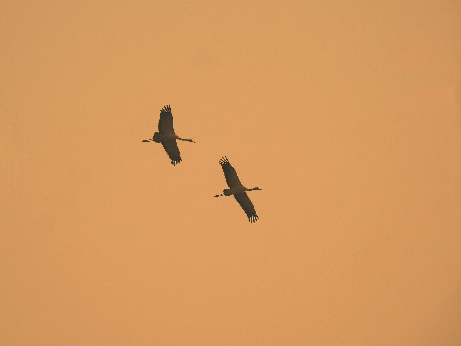 Landscape: a pair of Scarlet Minivets in a mossy oak below Low Camp, red and yellow against the green