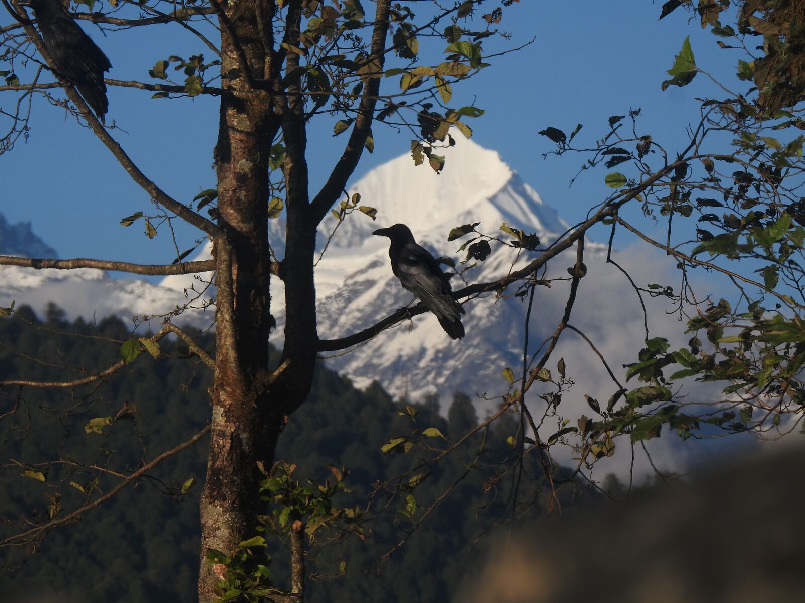 A crow on a bare branch with a snow-capped peak behind