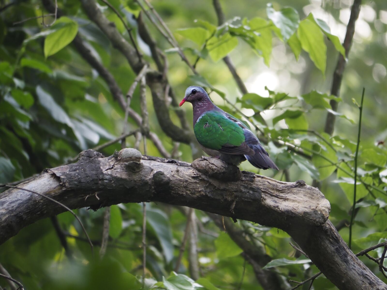 Close, landscape crop: male Himalayan Monal in the rhododendron above Sing Gompa, iridescent back in first light