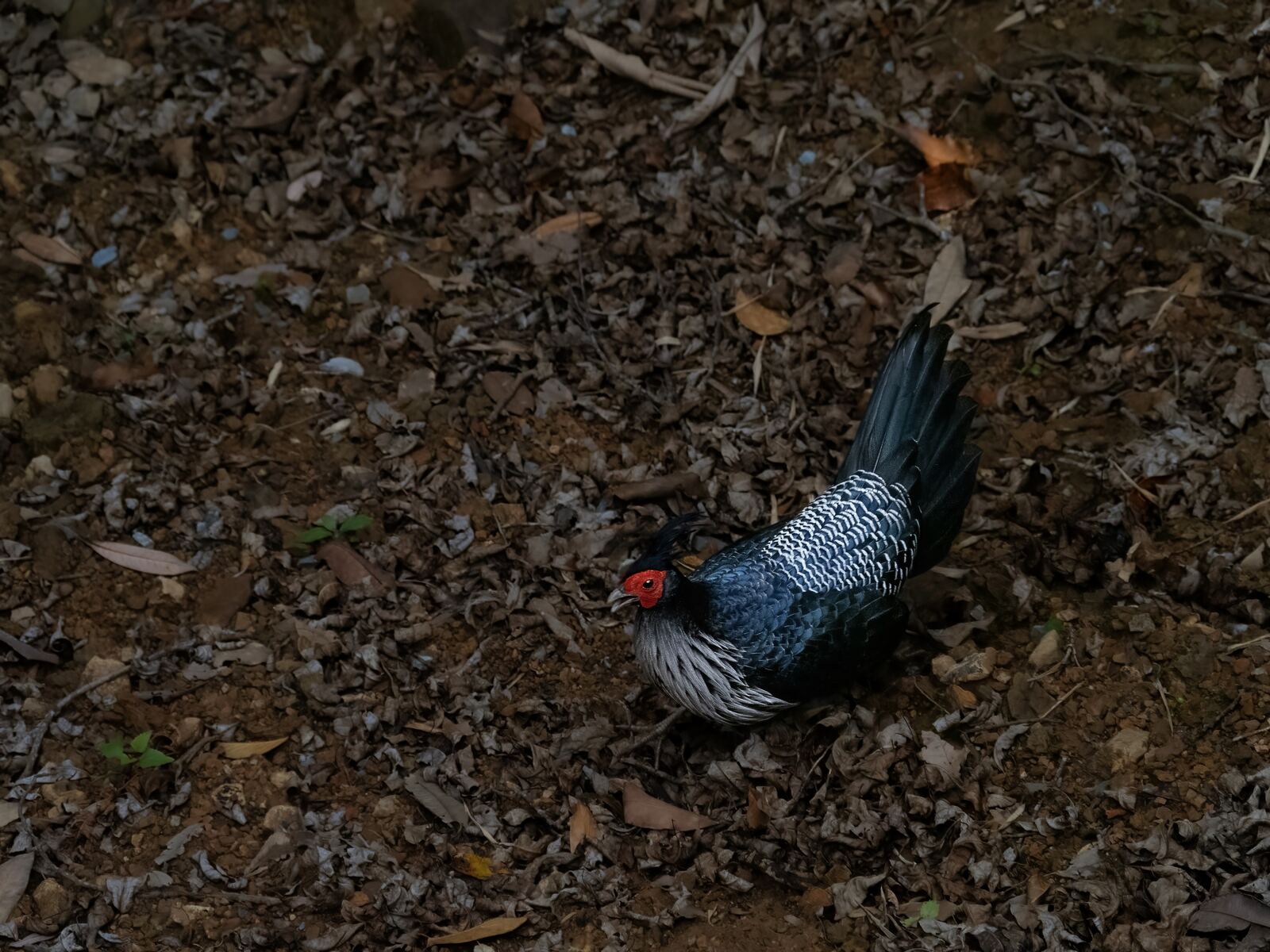 A Kalij Pheasant, blue-black with a red face, walking over dry leaf litter