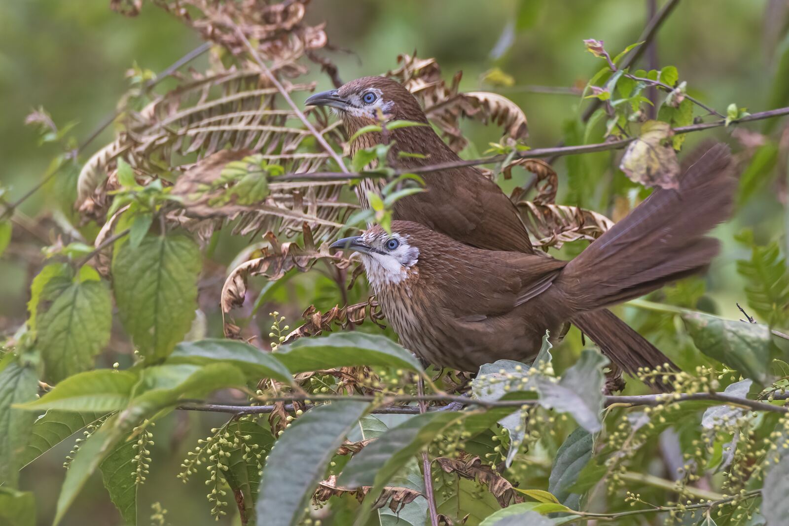 Two brown laughingthrushes perched among ferns and berries