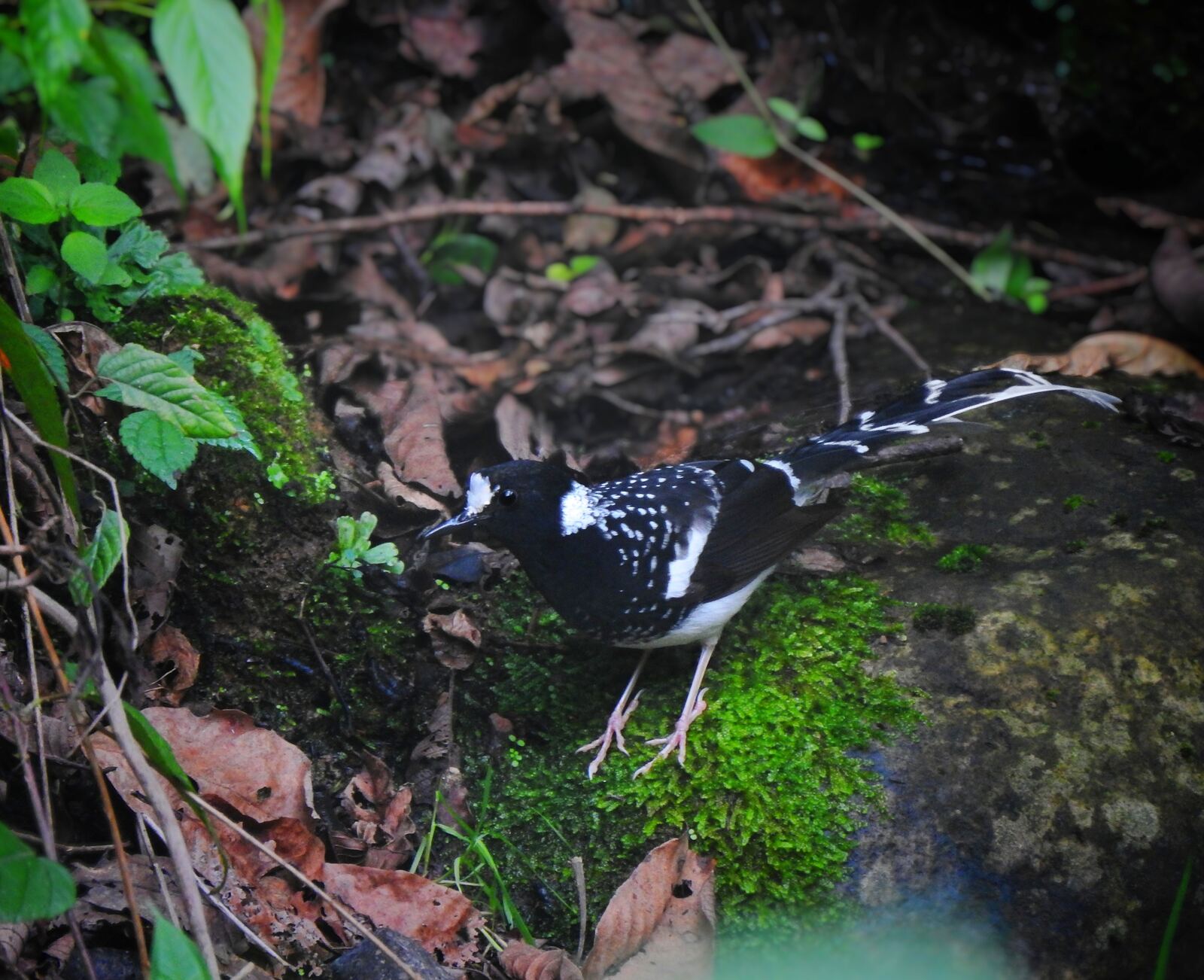 A black-and-white bird with a long tail on a mossy forest floor