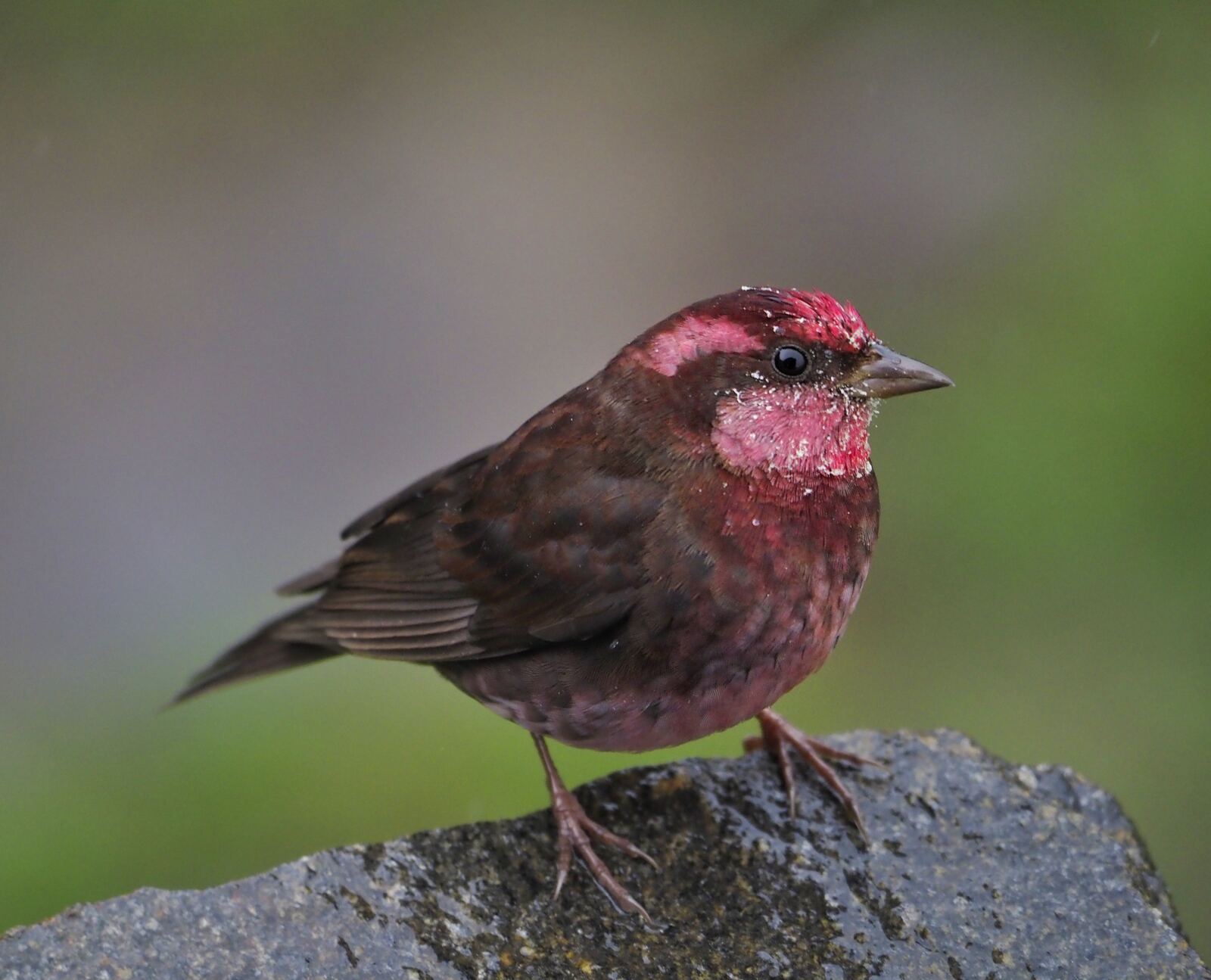 A pink-red rosefinch on a rock, soft green behind it