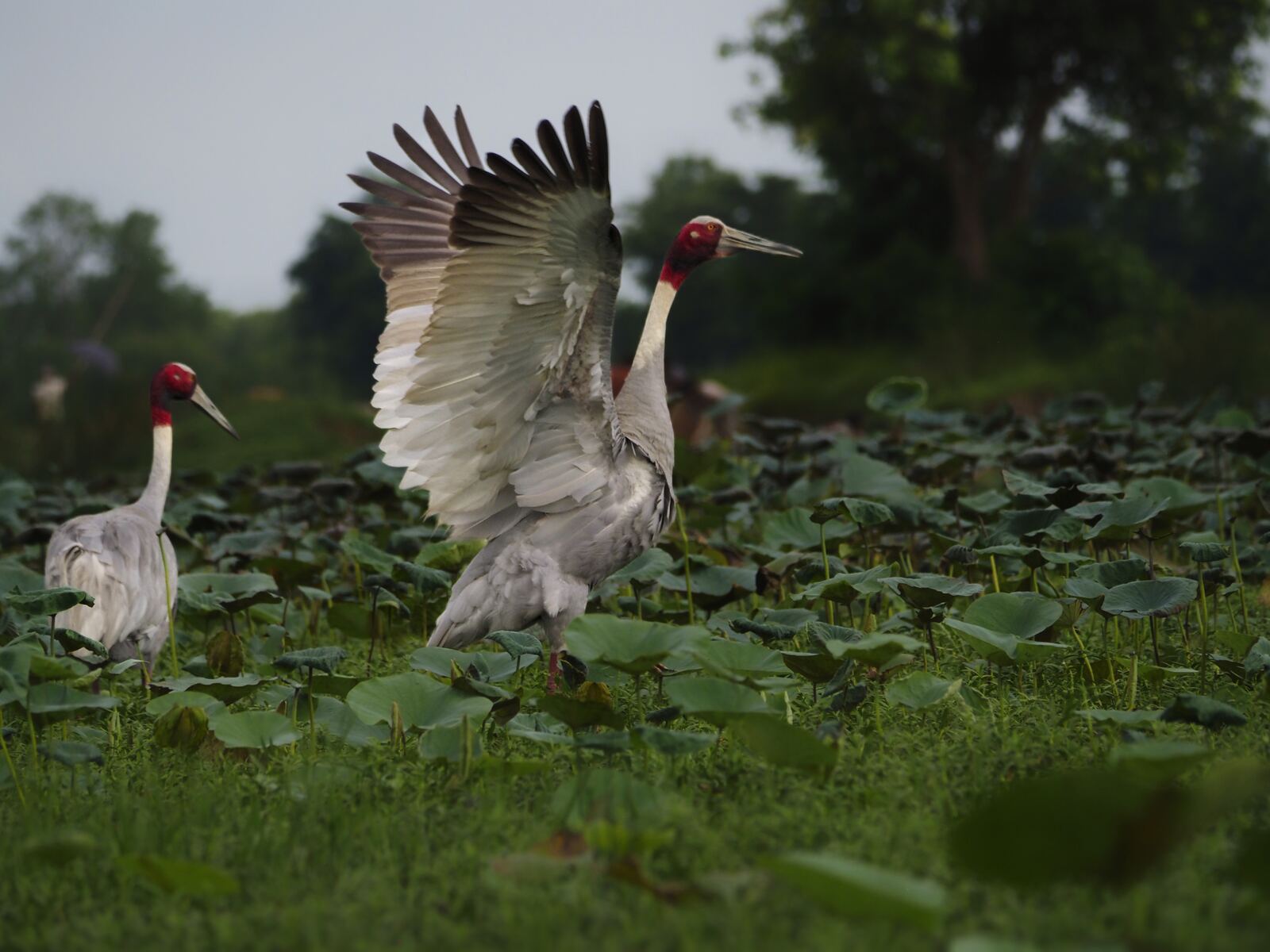 Two sarus cranes in a lotus pond, one spreading its wings