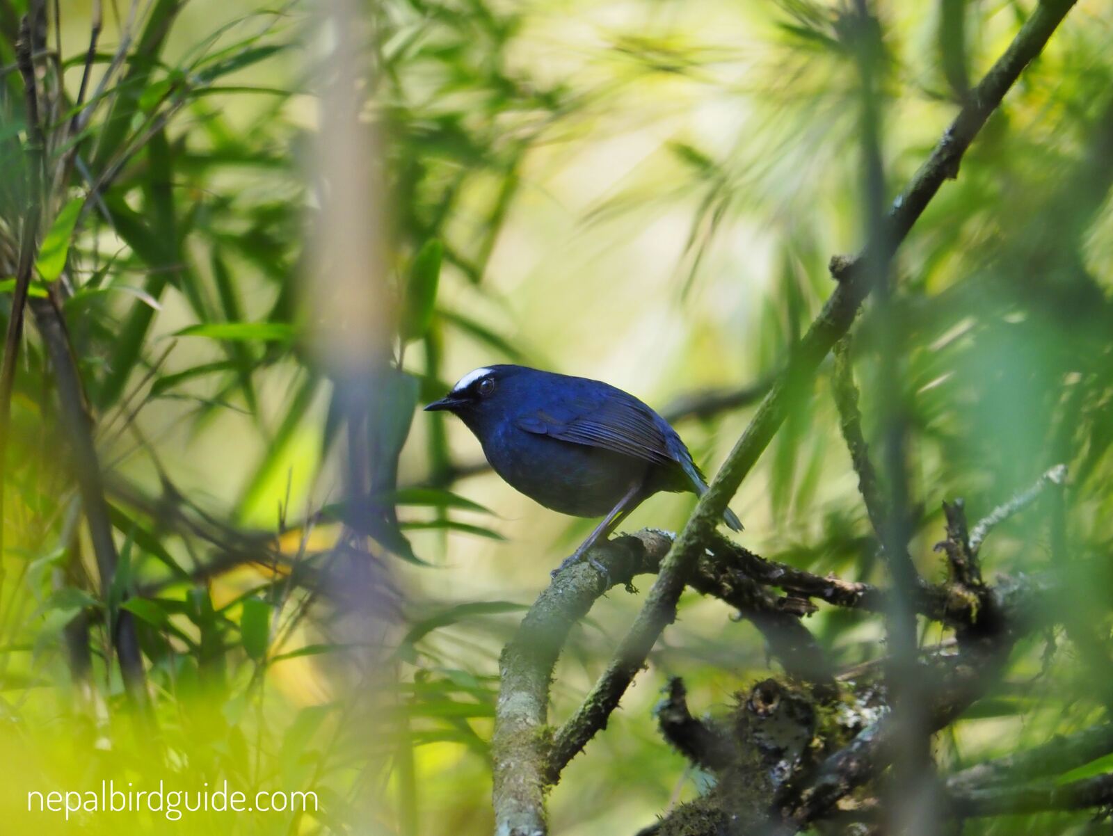 Close, landscape crop: male Himalayan Monal perched on a mossy ridge in early light, iridescent mantle catching the sun
