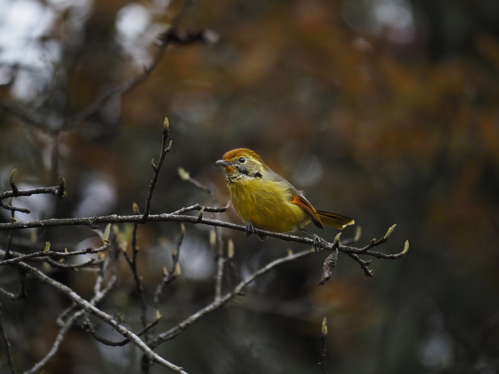 Landscape: Great Parrotbill gripping a bamboo stem, drizzle and moss behind