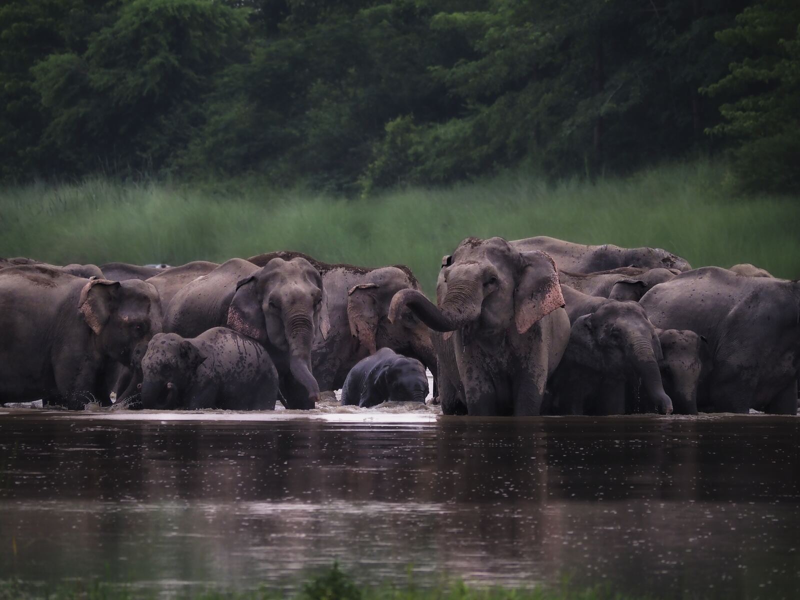 Wide shot: golden elephant-grass at sunrise at Kasara with a Spotted Deer herd walking through