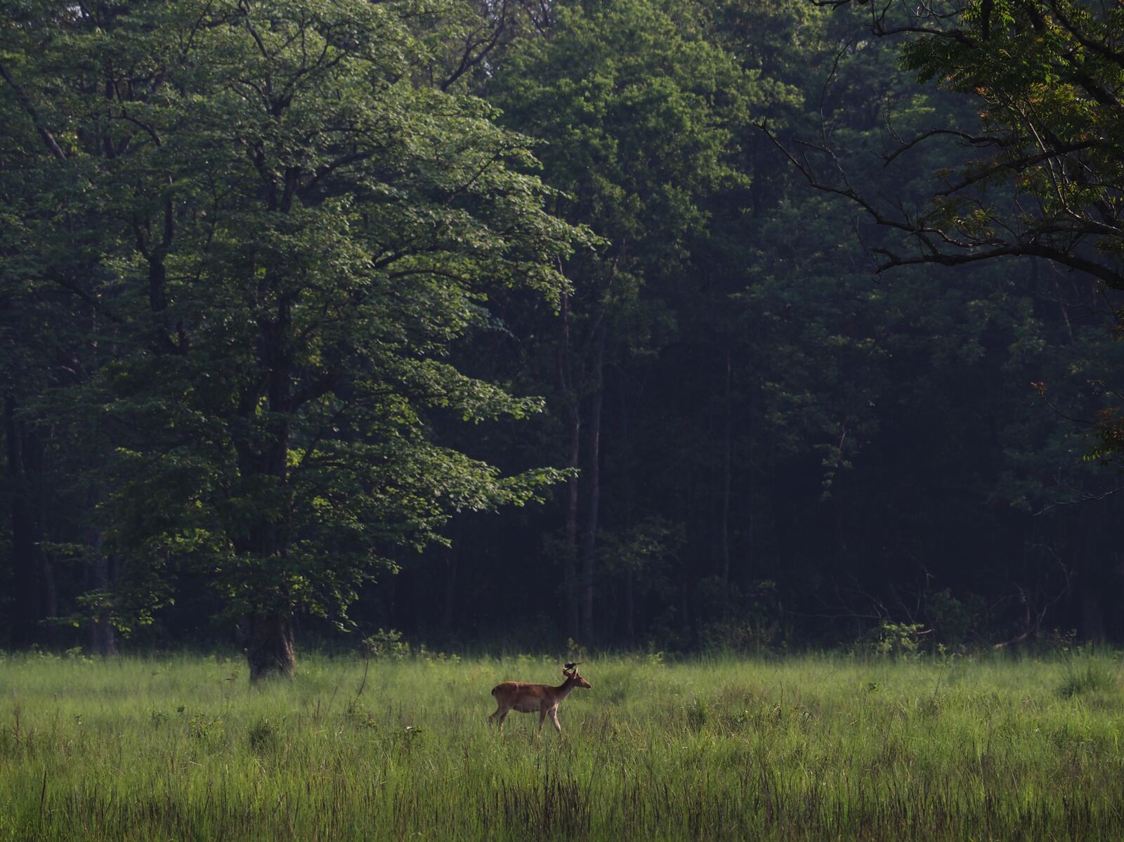 Wide shot: Bengal Tiger walking along a sandy river bank in Bardiya at first light, tall grass and sal forest behind