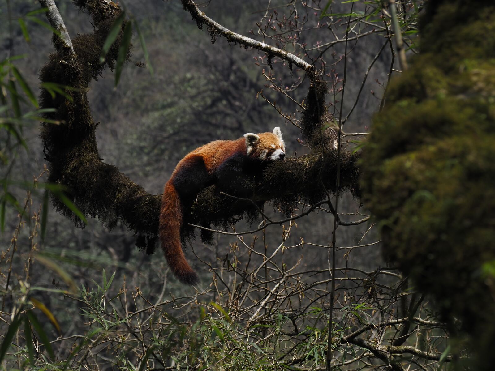 A red panda resting on a mossy branch in dark forest