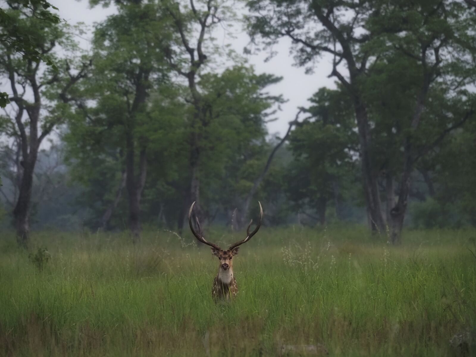 Wide shot: Greater One-horned Rhinoceros grazing at the edge of tall grass in soft morning mist, Chitwan