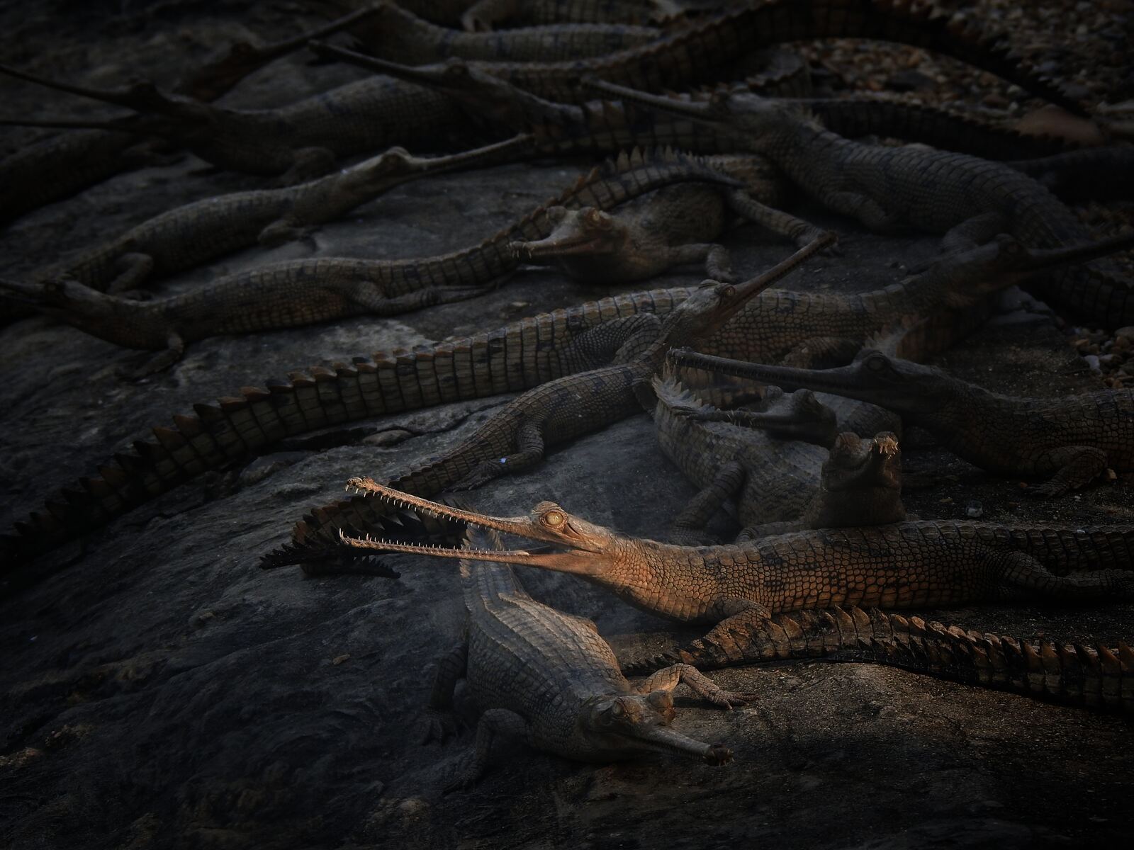 Several gharials basking on dark riverbank rocks